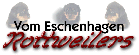 german rottweiler
